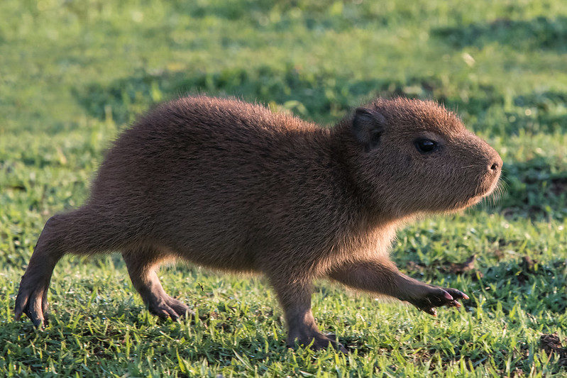 Capybara in Peru